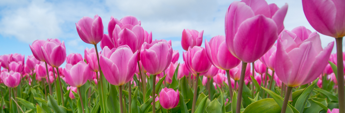 SAP Fiori Launchpad Customization